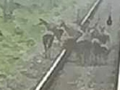 Train Driver Saves Deer Herd on Chalsa-Nagarakota Route